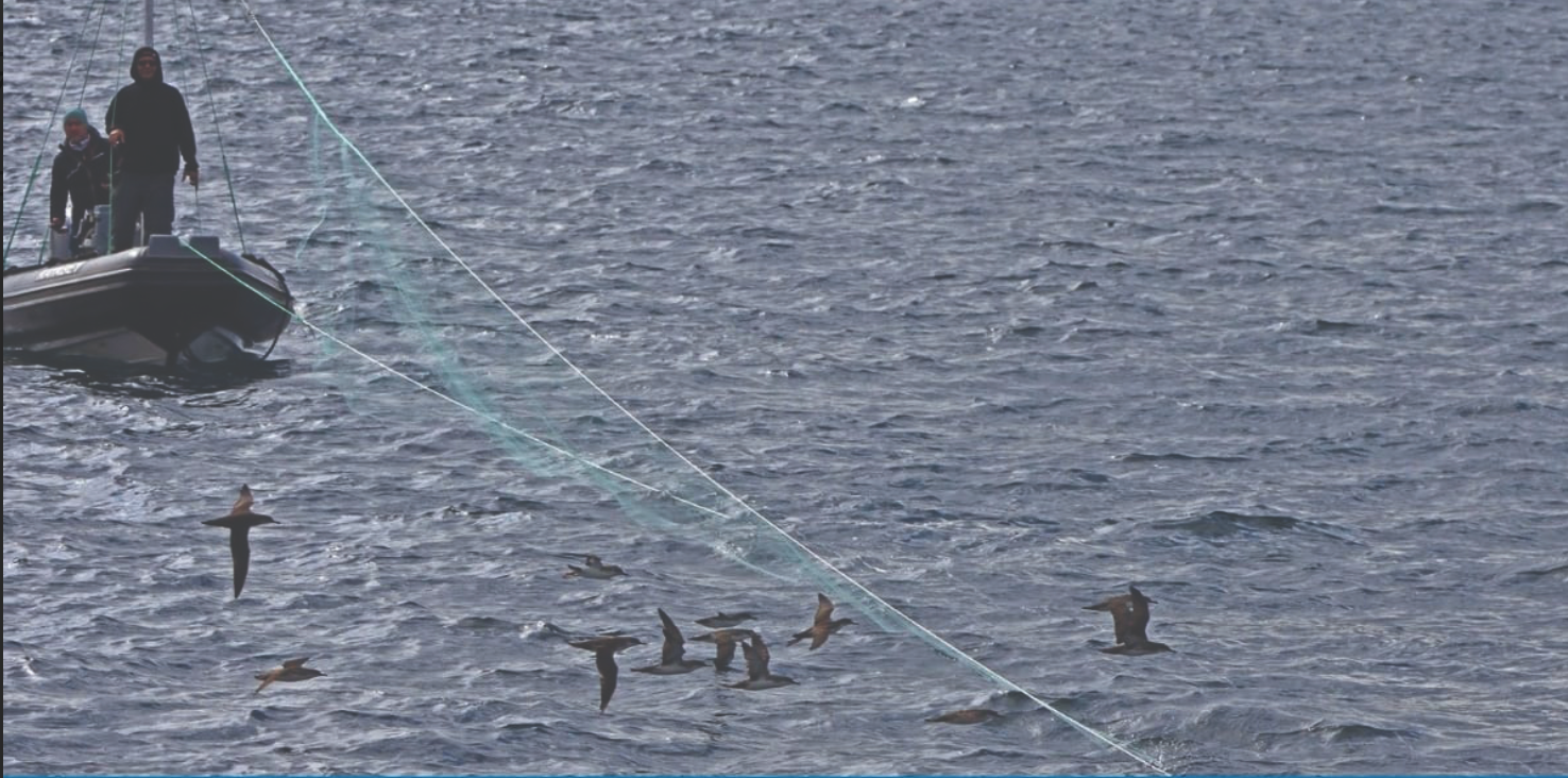 Yelkovanları izliyorlar